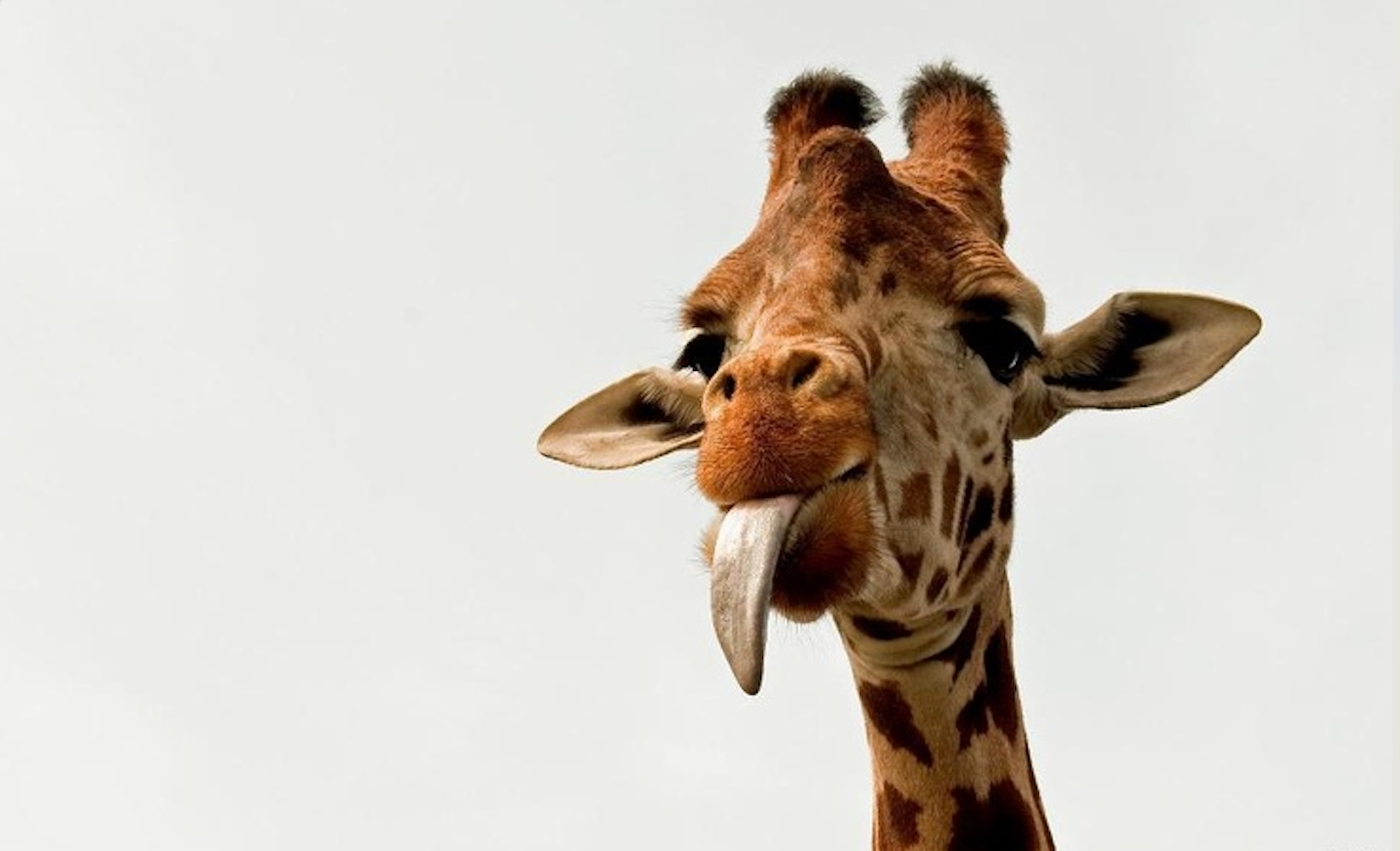 🦒 ¿Te pondrías unas jirafas en las orejas? 🦒