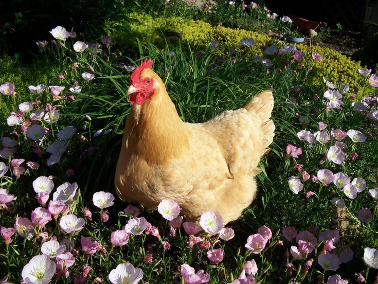 🐓 Reencarnarse en gallina ponedora 🐓