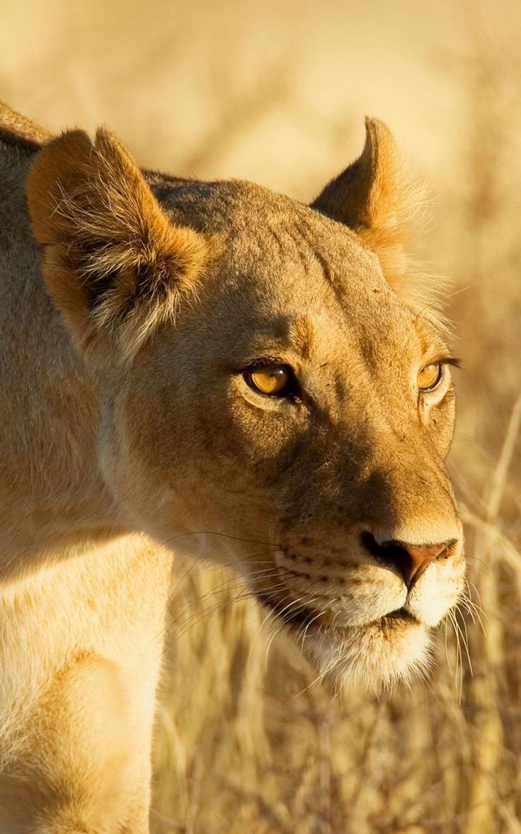 🦁 El susto que nos dio la leona 🦁