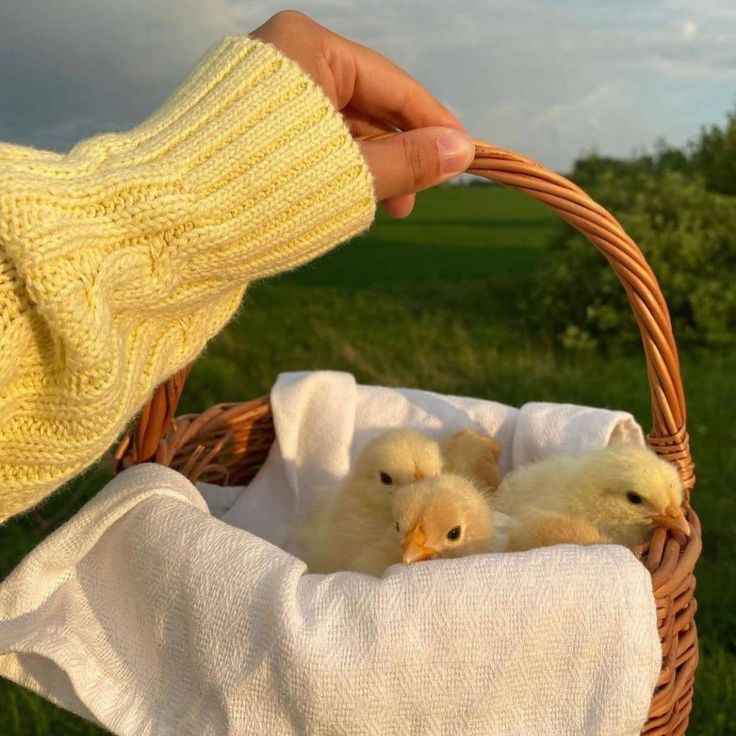 🐣 Este huevo, ¿es de yema o de pollo? 🐣