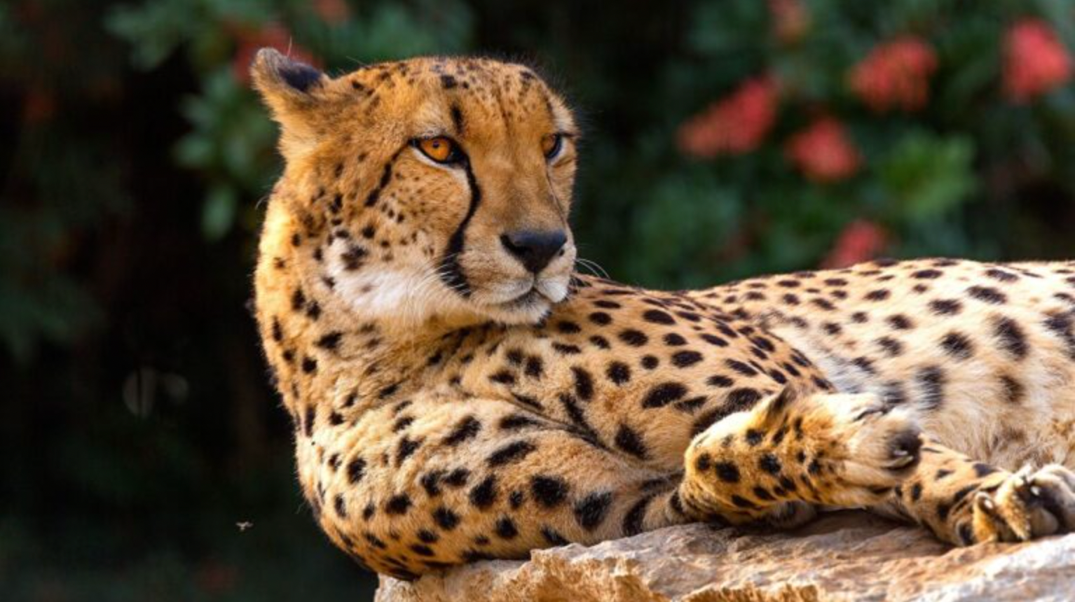 🐅 Como acariciar a un guepardo 🐅