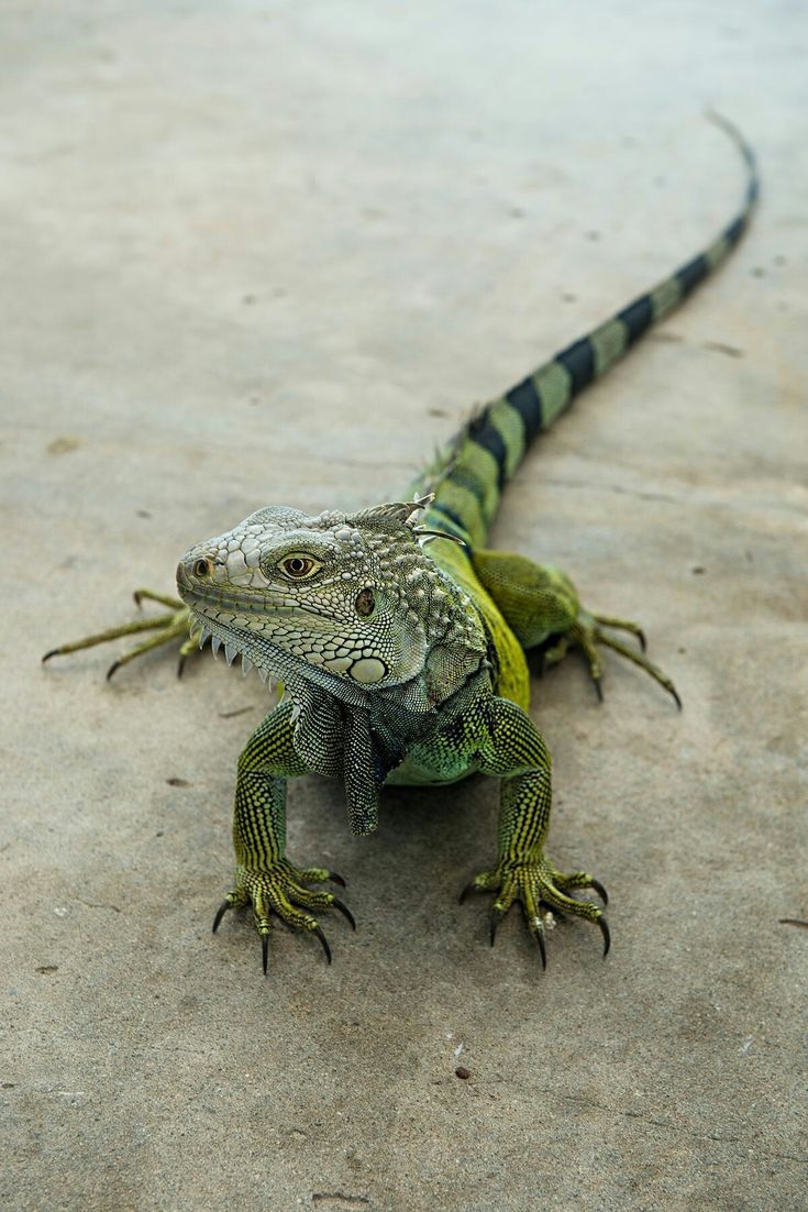 🦎 Hay una iguana en mi salón 🦎